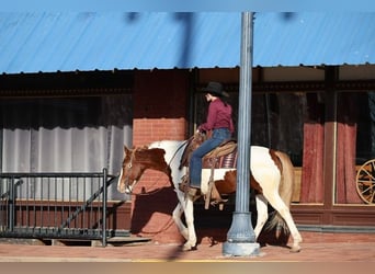 American Paint Horse, Wallach, 7 Jahre, 157 cm, Schecke