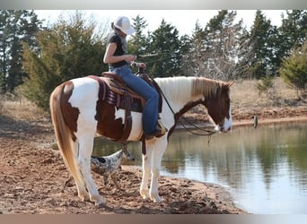 American Paint Horse, Wallach, 7 Jahre, 157 cm, Schecke