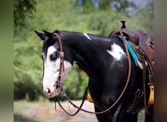American Paint Horse, Wallach, 7 Jahre, 157 cm, Tobiano-alle-Farben