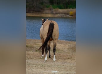 American Paint Horse, Wallach, 7 Jahre, 157 cm