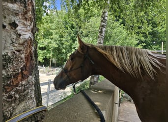 American Paint Horse, Wallach, 7 Jahre, 158 cm, Fuchs
