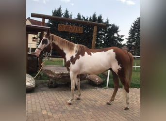 American Paint Horse, Wallach, 7 Jahre, 160 cm, Overo-alle-Farben