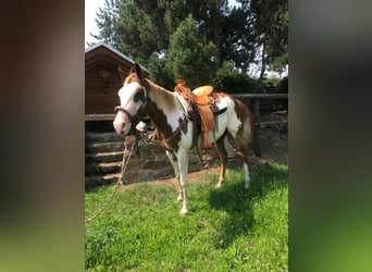 American Paint Horse, Wallach, 7 Jahre, 160 cm, Overo-alle-Farben