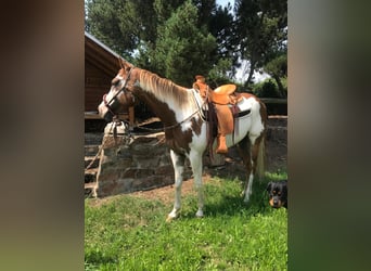 American Paint Horse, Wallach, 7 Jahre, 160 cm, Overo-alle-Farben
