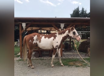 American Paint Horse, Wallach, 7 Jahre, 160 cm, Overo-alle-Farben