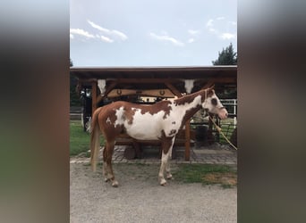 American Paint Horse, Wallach, 7 Jahre, 160 cm, Overo-alle-Farben