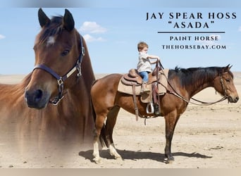 American Paint Horse, Wallach, 7 Jahre, 160 cm, Rotbrauner