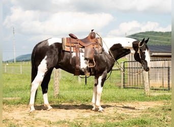 American Paint Horse Mix, Wallach, 7 Jahre, 160 cm