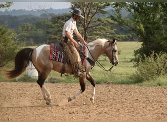 American Paint Horse, Wallach, 7 Jahre, Buckskin