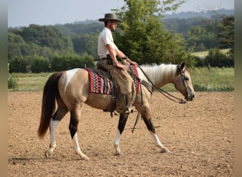 American Paint Horse, Wallach, 7 Jahre, Buckskin