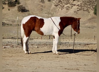 American Paint Horse, Wallach, 7 Jahre, Dunkelfuchs
