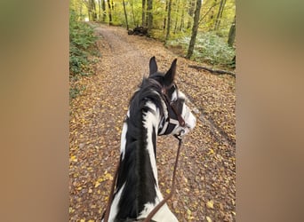 American Paint Horse, Wallach, 7 Jahre, Overo-alle-Farben
