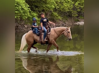 American Paint Horse, Wallach, 7 Jahre, Palomino