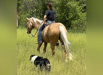American Paint Horse, Wallach, 7 Jahre, Palomino