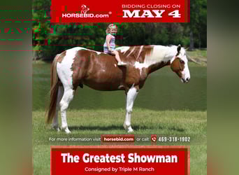 American Paint Horse, Wallach, 7 Jahre, Rotfuchs