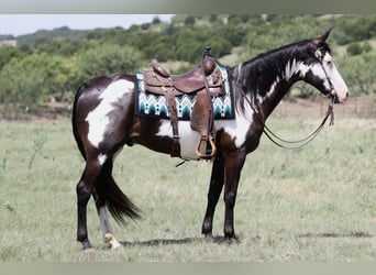 American Paint Horse, Wallach, 7 Jahre, Schecke
