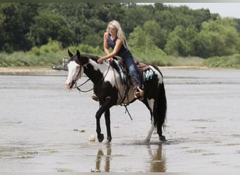 American Paint Horse, Wallach, 7 Jahre, Schecke