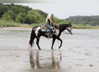 American Paint Horse, Wallach, 7 Jahre, Schecke