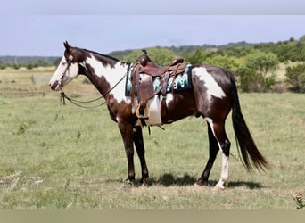 American Paint Horse, Wallach, 7 Jahre, Schecke