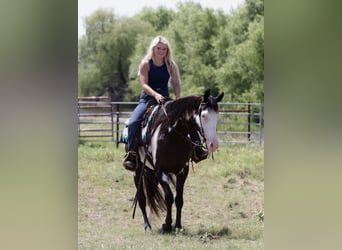 American Paint Horse, Wallach, 7 Jahre, Schecke