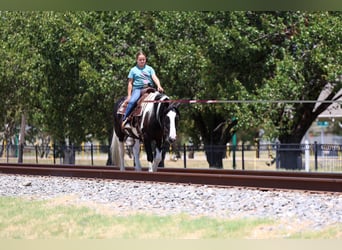 American Paint Horse Mix, Wallach, 7 Jahre, Schecke
