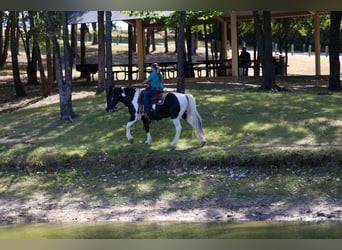 American Paint Horse Mix, Wallach, 7 Jahre, Schecke