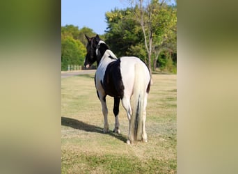 American Paint Horse Mix, Wallach, 7 Jahre, Schecke