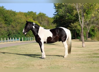 American Paint Horse Mix, Wallach, 7 Jahre, Schecke