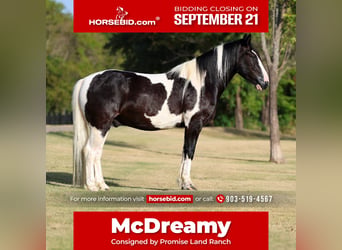 American Paint Horse Mix, Wallach, 7 Jahre, Schecke