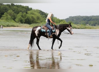 American Paint Horse, Wallach, 7 Jahre, Schecke