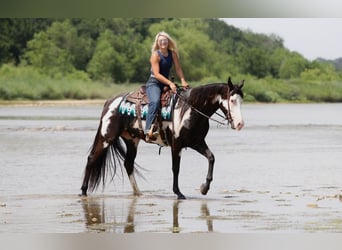 American Paint Horse, Wallach, 7 Jahre, Schecke