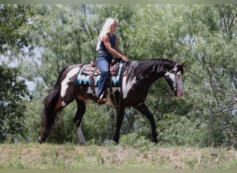 American Paint Horse, Wallach, 7 Jahre, Schecke