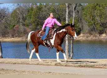 American Paint Horse, Wallach, 7 Jahre, Tobiano-alle-Farben