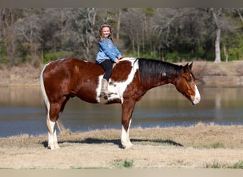 American Paint Horse, Wallach, 7 Jahre, Tobiano-alle-Farben