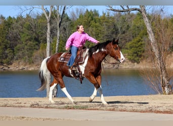American Paint Horse, Wallach, 7 Jahre, Tobiano-alle-Farben
