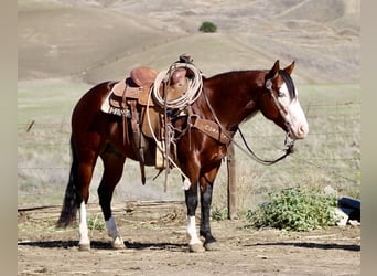 American Paint Horse, Wallach, 8 Jahre, 137 cm, Rotbrauner