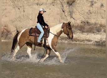 American Paint Horse, Wallach, 8 Jahre, 147 cm, Schecke