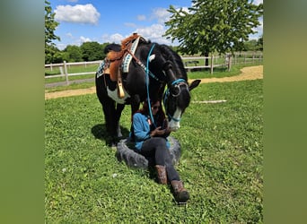 American Paint Horse, Wallach, 8 Jahre, 150 cm, Overo-alle-Farben
