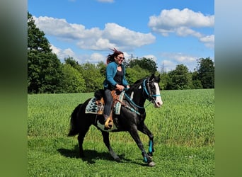 American Paint Horse, Wallach, 8 Jahre, 150 cm, Overo-alle-Farben