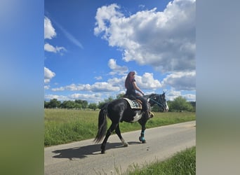 American Paint Horse, Wallach, 8 Jahre, 150 cm, Overo-alle-Farben