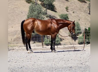 American Paint Horse, Wallach, 8 Jahre, 150 cm, Rotbrauner