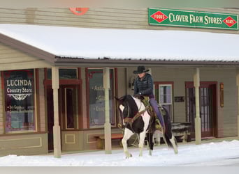 American Paint Horse, Wallach, 8 Jahre, 150 cm, Schecke