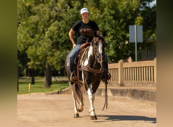 American Paint Horse, Wallach, 8 Jahre, 150 cm, Tobiano-alle-Farben
