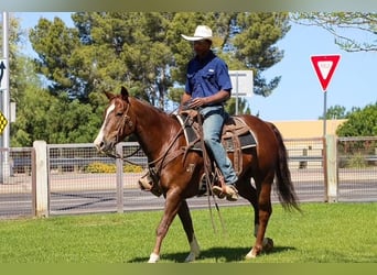 American Paint Horse, Wallach, 8 Jahre, 152 cm, Dunkelfuchs