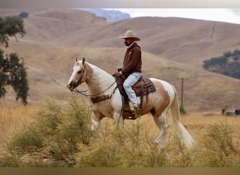 American Paint Horse, Wallach, 8 Jahre, 152 cm, Palomino