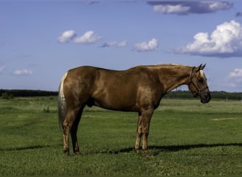 American Paint Horse, Wallach, 8 Jahre, 152 cm, Palomino