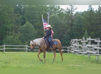 American Paint Horse, Wallach, 8 Jahre, 152 cm, Palomino
