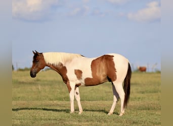 American Paint Horse, Wallach, 8 Jahre, 152 cm, Schecke
