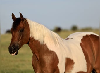 American Paint Horse, Wallach, 8 Jahre, 152 cm, Schecke