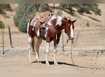 American Paint Horse, Wallach, 8 Jahre, 152 cm, Tobiano-alle-Farben